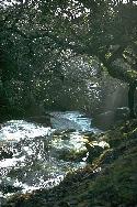 Dartmoor stream: Click to enlarge