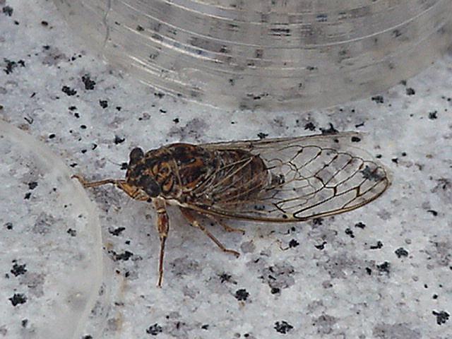 Cicada - cricket, Formentera, September 2000