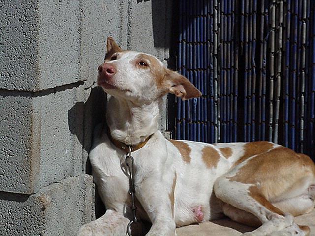 Podenco - hunting dog, Formentera, September 2000