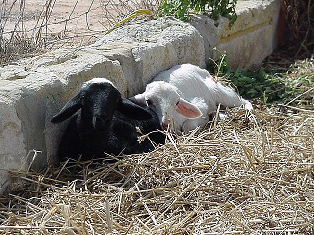 Lambs - Formentera, September 2000
