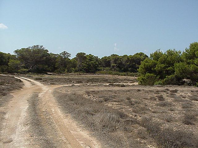 Dirt road - Formentera, September 2000