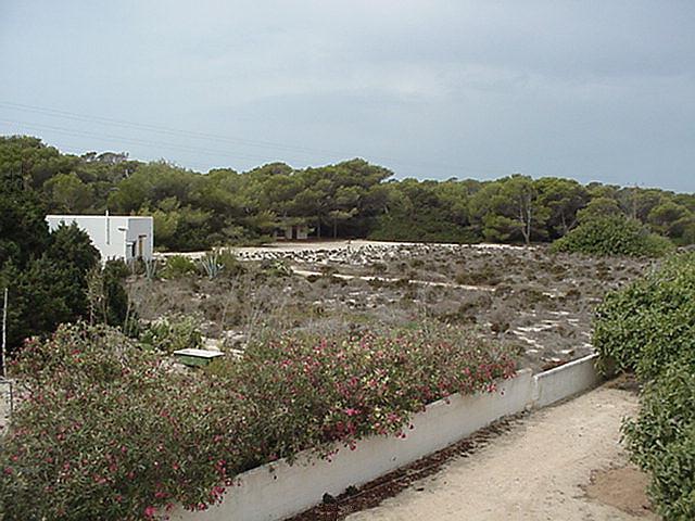 Field near Es Calo - Formentera, September 2000